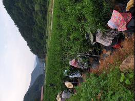 생산적 일손봉사 참여한 단양군청 직원들, 농가에 단비 기사 이미지