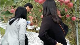 단양 단고을 죽령사과 베트남에 이어 대만에서 인기! 기사 이미지