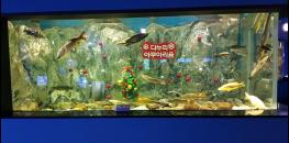 단양다누리아쿠아리움, 물고기도 함께 즐기는 크리스마스 기사 이미지