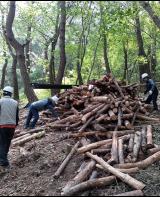 단양군, 산림사업 일자리 참여자 모집 기사 이미지